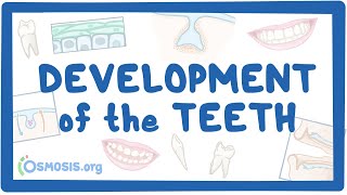 Development of the Teeth [upl. by Novel]