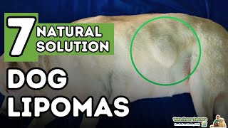 Dog Fatty Tumors How to Tell and Treat Lipomas At Home [upl. by Brindle]