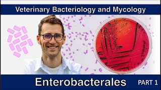 Enterobacterales  nonE coli Part 1  Veterinary Bacteriology and Mycology [upl. by Namielus]