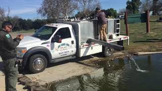 Trout fish stocking a Lake Prado Regional Park [upl. by Kenward772]