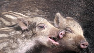 Frische Frischlinge  Wildschweinbabys [upl. by Valtin]