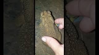 Catch toad for funny  Boing catch frogs funny  frog funny video [upl. by Dubois727]