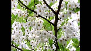 Styrax japonicus [upl. by Galatea]