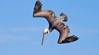 PELICANS DIVE BOMBING FOR FISH [upl. by Anidene372]