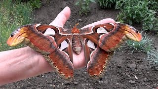 Attacus atlasAtlasspinnerAtlas moth ♀ [upl. by Nathan]