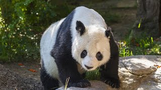 San Diego Zoo expecting giant pandas from China [upl. by Olatha]