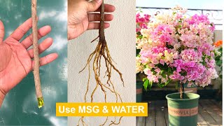 Use MSG Bougainvillea propagation in WATER [upl. by Gottwald]