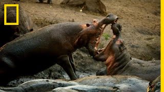 A Hippo Battle  Hostile Planet [upl. by Hewes]