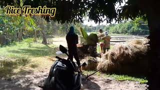 The process of separating the rice grains from the straw after the rice has been harvested [upl. by Annaeirb138]