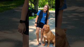 Giant Pitbull dogbreed puppy shortsvideos [upl. by Ursal]