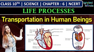 Class 10th Science  Transportation in Human Beings  Human Heart  Chapter 6  Life Processes [upl. by Yespmed22]