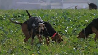 La chasse au lièvre aux chiens courants [upl. by Oflunra825]