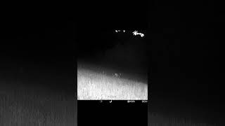 Capriolo nella notte wildlife nature deer animals outdoors trailcam fototrappolaggio [upl. by Oremor]