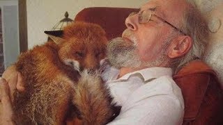 Man Saved Seriously Injured Fox And Found His New Best Friend [upl. by Dodds]