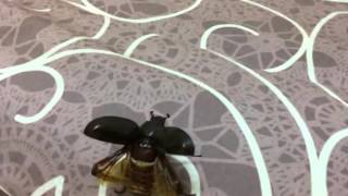 SlowMo Flying Rhino Beetle [upl. by Nilpik]