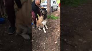 American akita gets angry 😤 [upl. by Ody]