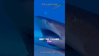 The Cleaner Fish shorts fish ocean wildlife [upl. by Ardnuasac]