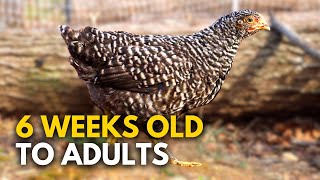 Ultimate Guide to Raising Chickens from Brooder to Coop [upl. by Calendre]