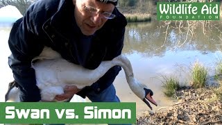 Angry Swan challenges Simon Cowell to ‘Round Two’ [upl. by Talie]