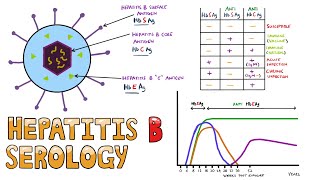 Hepatitis B Serology MADE EASY  How to Interpret Hepatitis B Serology in under 5 minutes [upl. by Initsed]