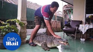 Indonesian family owns a sixfoot long CROCODILE pet at home  Daily Mail [upl. by Naujyt163]