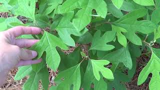 How to Identify and Harvest Sassafras [upl. by Erimahs]