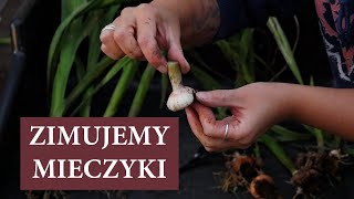 Jak przezimować MIECZYKI  Jaki błąd popełniłam z moimi cebulkami mieczyków w tym roku  MrsGarden [upl. by Eilrahc304]