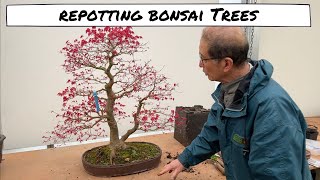 Repotting Bonsai Trees [upl. by Blanding342]