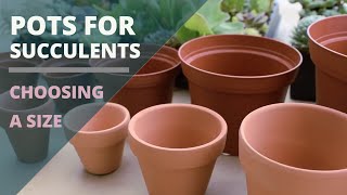 Pots for Succulents  How to Choose a Size [upl. by Oech]