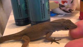 Big Brown Anole Lizard [upl. by Sivrat254]