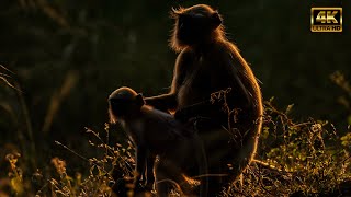 Hanuman Langur  Forests of North amp Central India in the Monsoon [upl. by Nyllek]