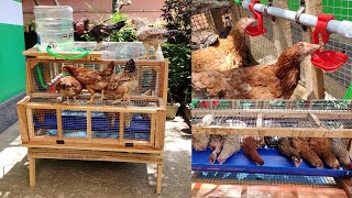 CHICKEN CAGE DIY [upl. by Audras]