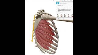 Scapular ABduction Protraction [upl. by Avivah]