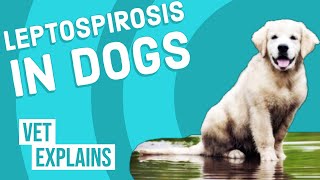 Leptospirosis in Dogs [upl. by Hach]