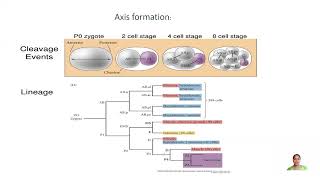 C elegans Part 3 CSIR NET Life science TNSET GATE Life Science BSc MSc Biology [upl. by Noakes]