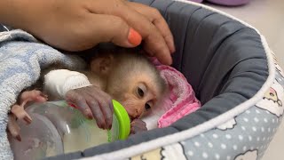 NB baby monkey Kasky need Milk [upl. by Enegue709]