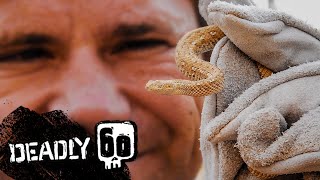 Tracking The Sneaky Sidewinder Snake  Deadly 60  BBC Earth Kids [upl. by Tertius]