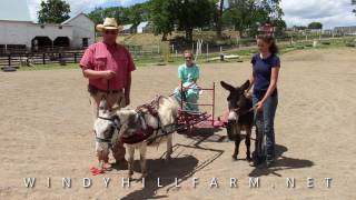 Donkeys For Sale Introduction [upl. by Phi]