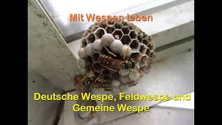 Mit Wespen leben  Deutsche Wespe Feldwespe und Gemeine Wespe  im Andersgarten Garten am Haus [upl. by Euqinmod]