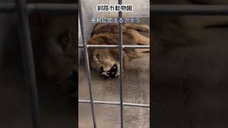 釧路市動物園ライオン🦁ゆうひの咆哮に応えるアキラ [upl. by Yates89]