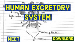 Chapter19 Excretory Products and Their Elimination  Neet handwritten notes  Class 11 Biology [upl. by Garrott]