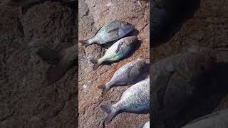 hottentot op sy beste 🎣fishingrockfishing viralvideo [upl. by Nnaitak]