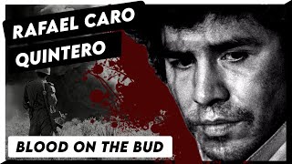 Blood on the Bud A Brief History of Rafael Caro Quintero [upl. by Anua273]