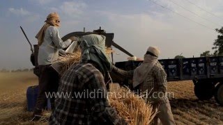 Wheat threshing season in India [upl. by Kelsy]