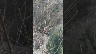 Borjomi ⛰️ shorts shortsvideo georgia [upl. by Kentigerma577]