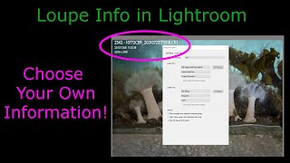 Customize Loupe Info Overlay in Lightroom Classic [upl. by Darryn]