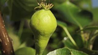 Pear flower opening to fruit swelling time lapse filmed over 8 weeks [upl. by Elazaro3]