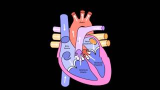 Sistema cardiovascular [upl. by Aciamaj358]