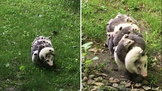 Watch This MamaoftheYear Opossum Carry 12 Babies on Her Back [upl. by Enimzaj]