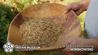 Wild Rice Processing Winnowing [upl. by Shena329]